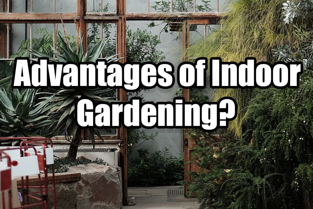 What are the Advantages of Indoor Gardening? – Indoor Gardening Guide