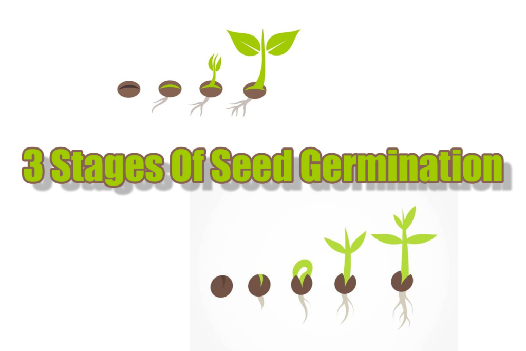 The Three Stages of Seed Germination