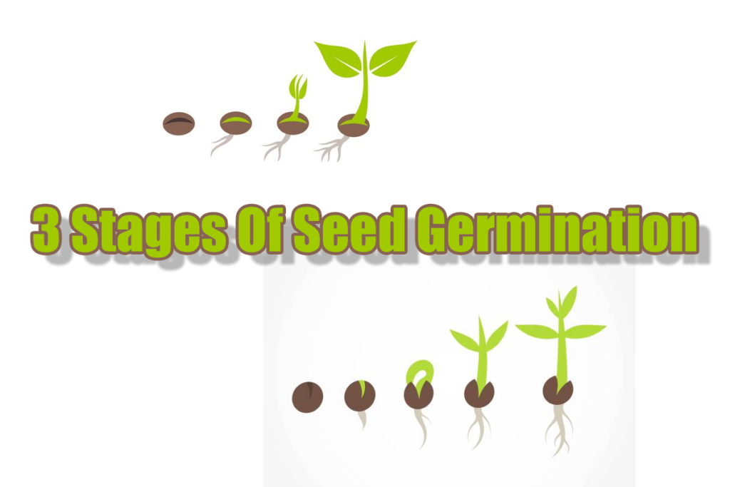 The Three Stages of Seed Germination – Indoor Gardening Guide